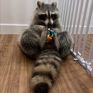 Meet your Posher, Holly